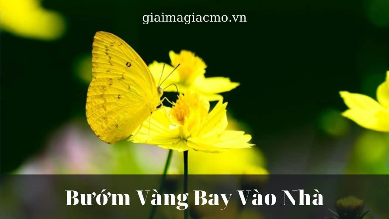 Buom Vang Vao Nha