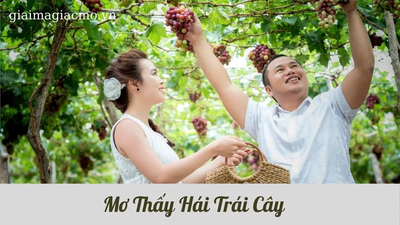 Mo Thay Hai Trai Cay