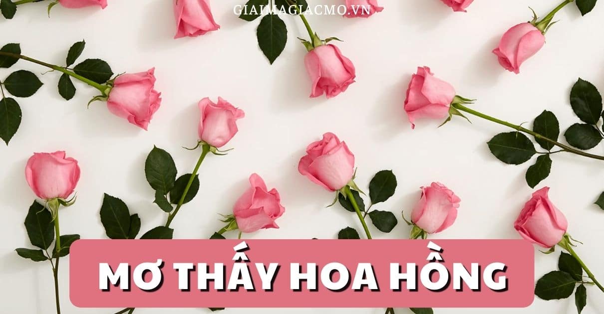 Mo Thay Hoa Hong