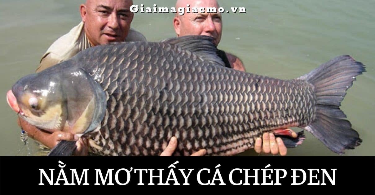 Nam Mo Thay Ca Chep Den