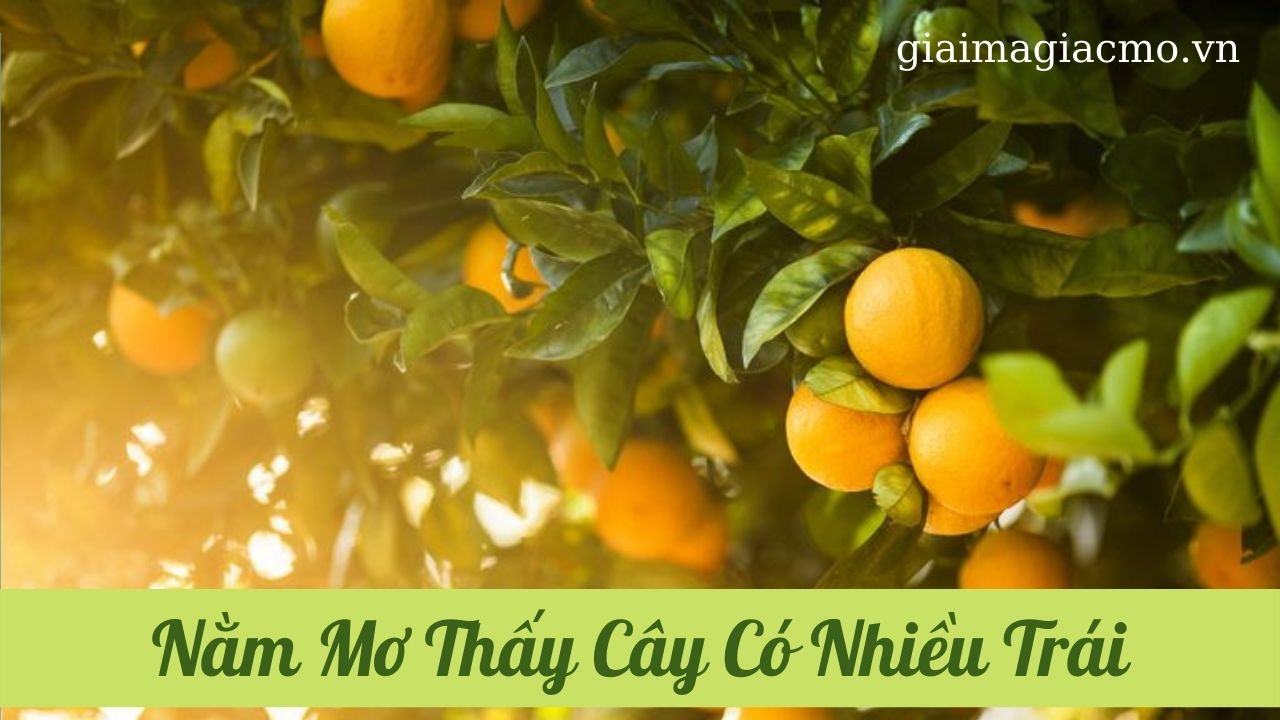 Nam Mo Thay Cay Co Nhieu Trai