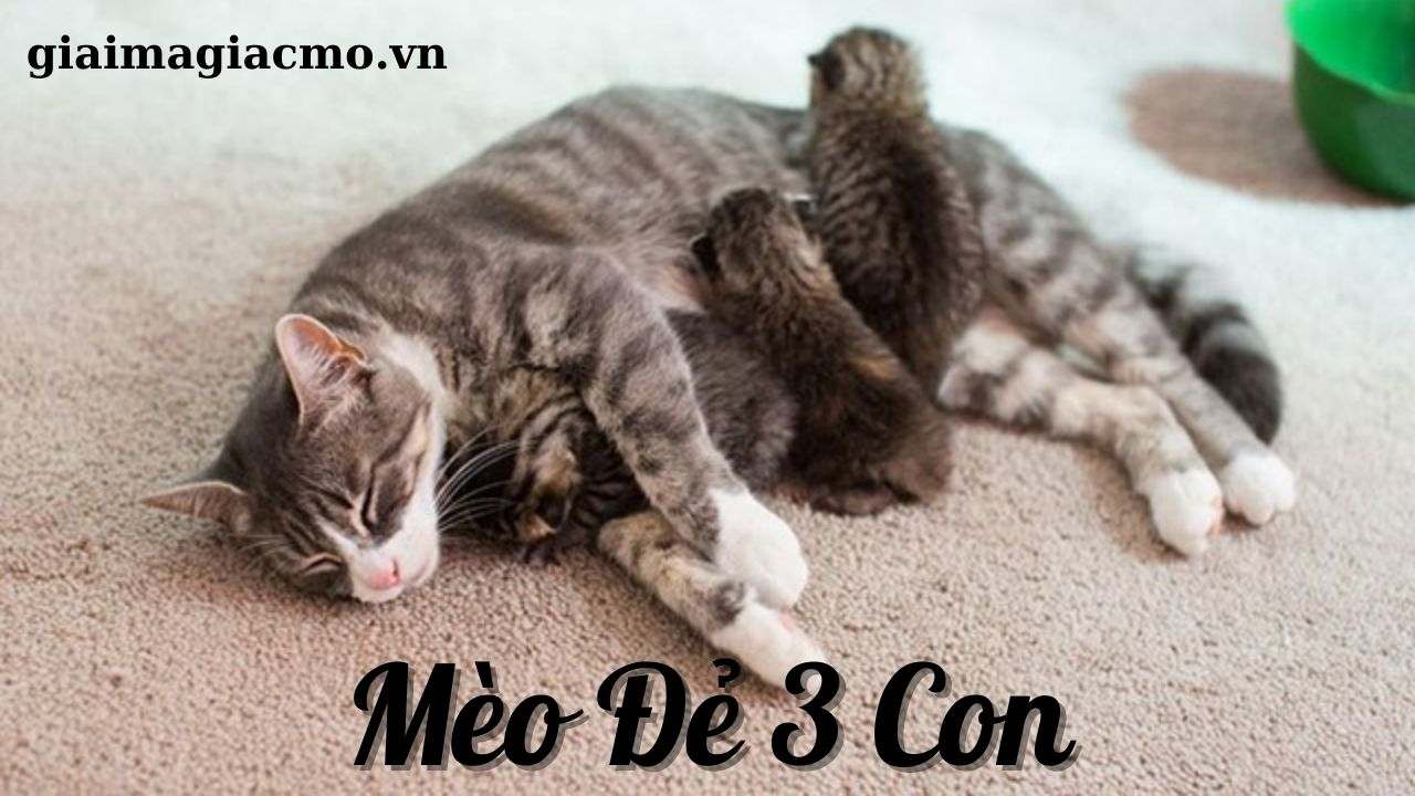 Rất Hay: Mèo Đẻ 5 Con Hên Hay Xui ❤️️ Mèo Đẻ 2 Con Điềm Gì - Thucanh.vn - Website chuyên thông tin dành cho thú cưng, vật nuôi