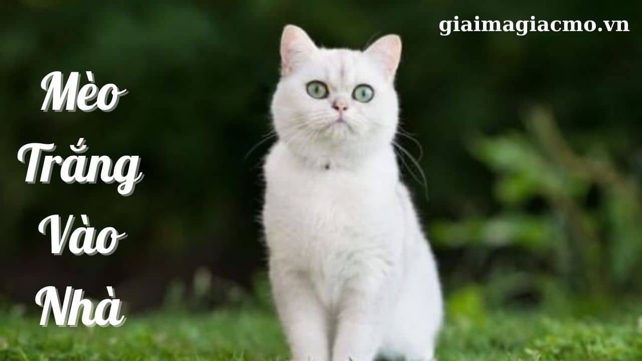 Mèo Đẻ 4 Con Hên Hay Xui, Đánh Con Gì ❤ Giải Mã Điềm Báo
