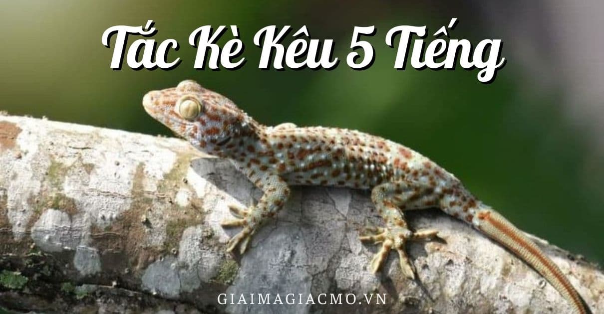 5 Voices Gecko