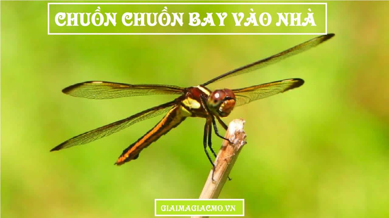 Chuon Chuon Bay Vao Nha