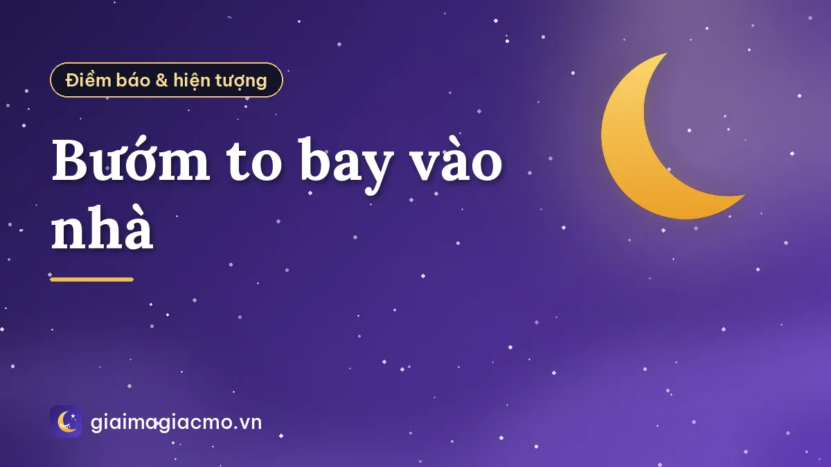 Bướm to bay vào nhà