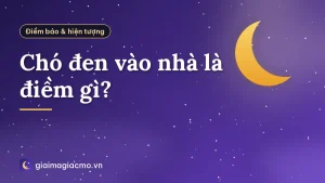 Chó đen vào nhà là điềm gì?