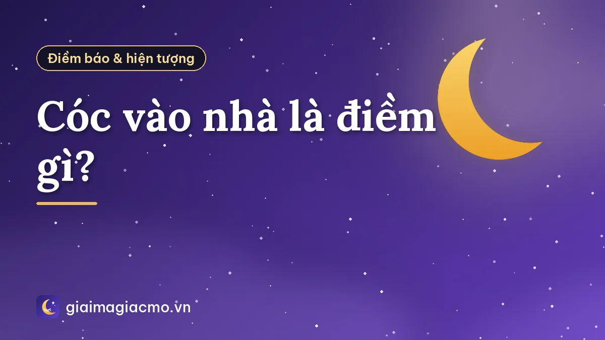 Cóc vào nhà là điềm gì?