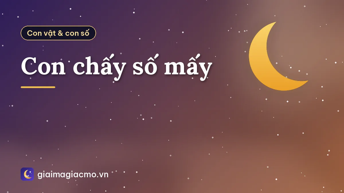 Con chấy số mấy
