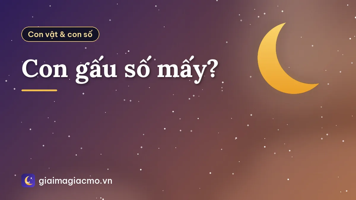 Con gấu số mấy?
