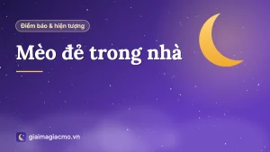 Mèo mẹ nằm cho đàn mèo con mới đẻ bú trong góc nhà