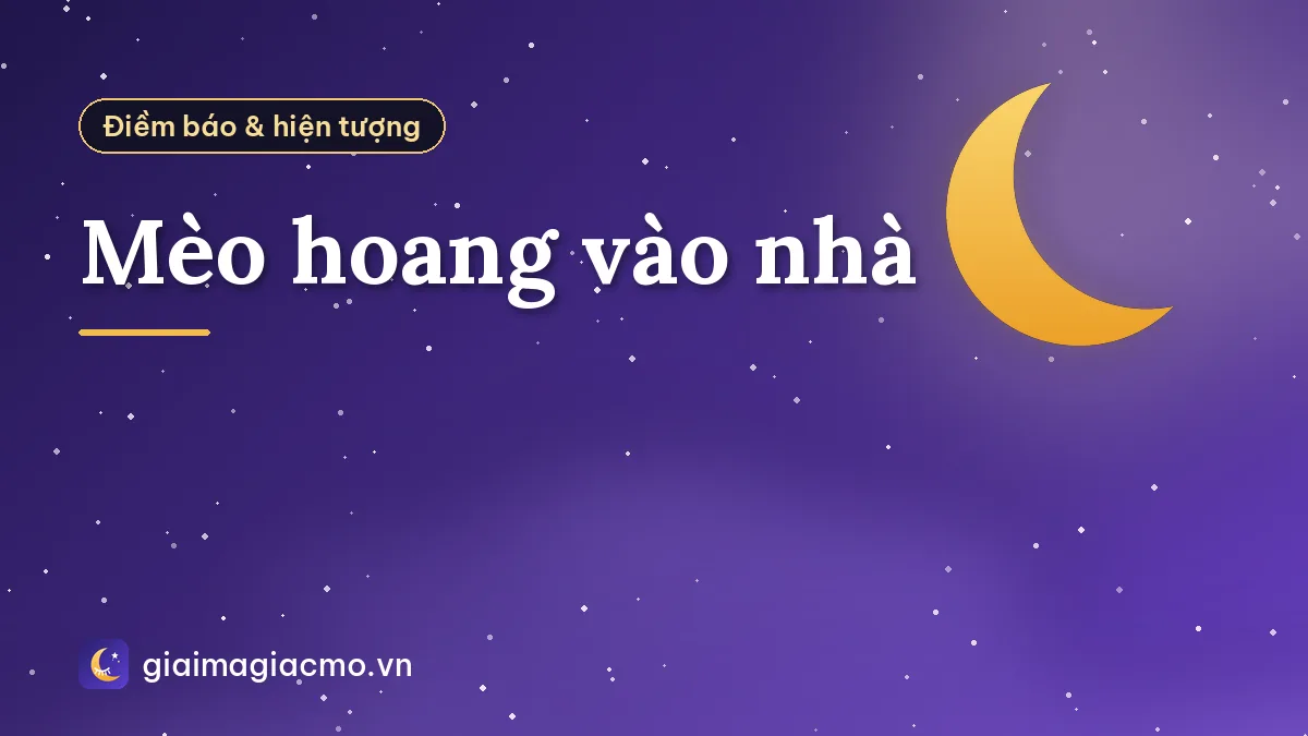 Mèo hoang vào nhà