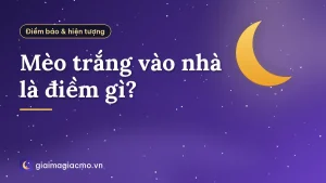 Mèo trắng vào nhà là điềm gì?