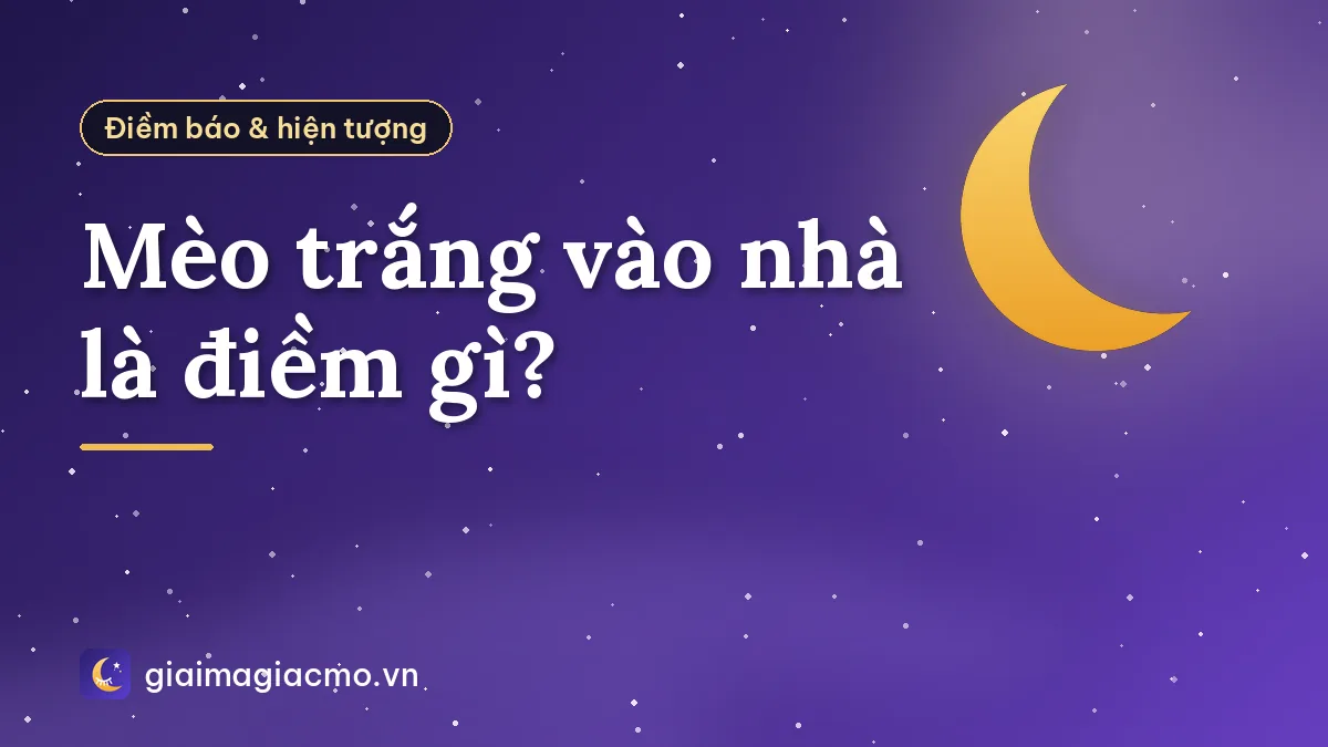 Mèo trắng vào nhà là điềm gì?