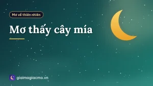 Mơ thấy cây mía