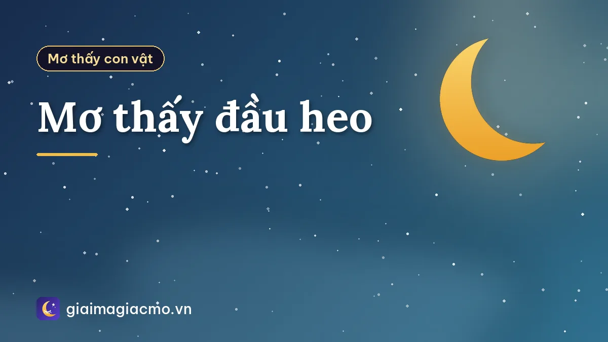 Mơ thấy đầu heo