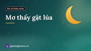 Mơ thấy gặt lúa
