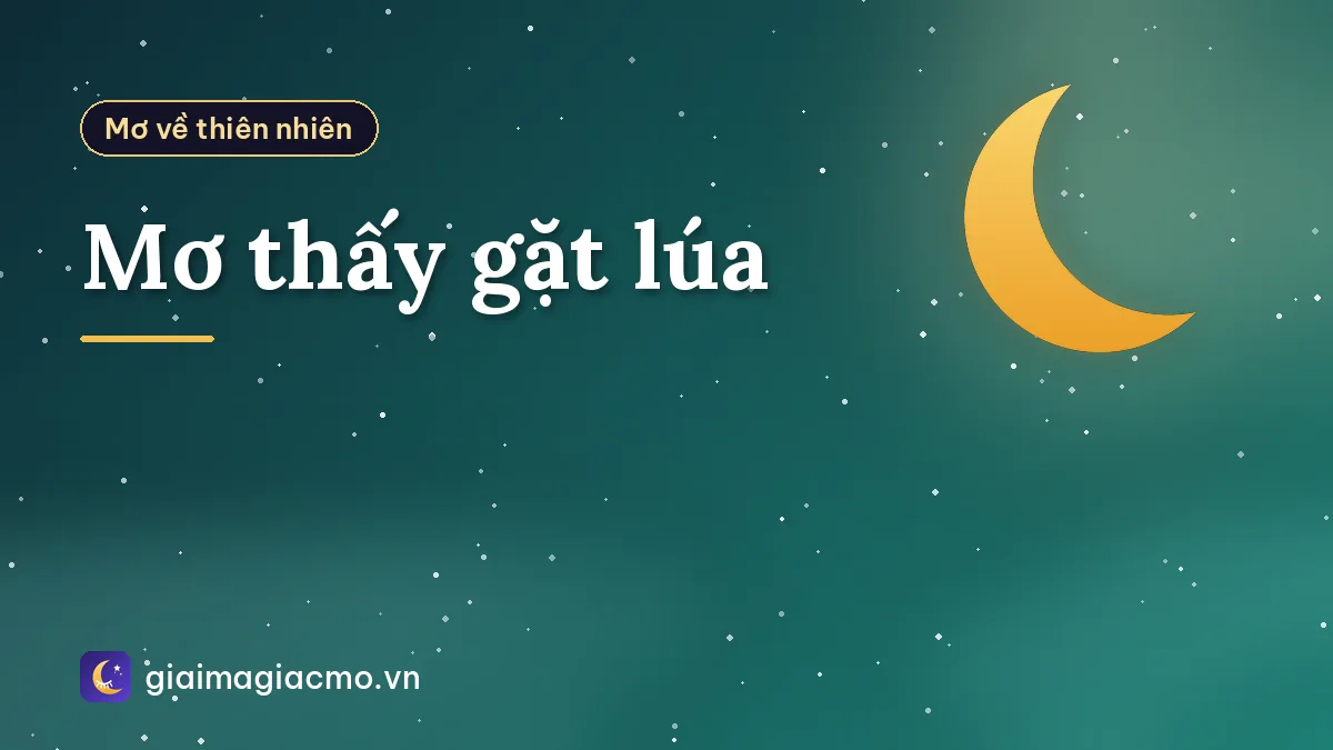 Mơ thấy gặt lúa