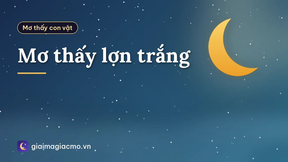 Mơ thấy lợn trắng