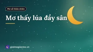 Mơ thấy lúa đầy sân