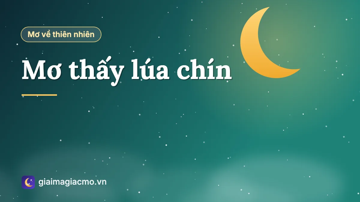 Minh hoạ cánh đồng lúa chín vàng trong giấc mơ