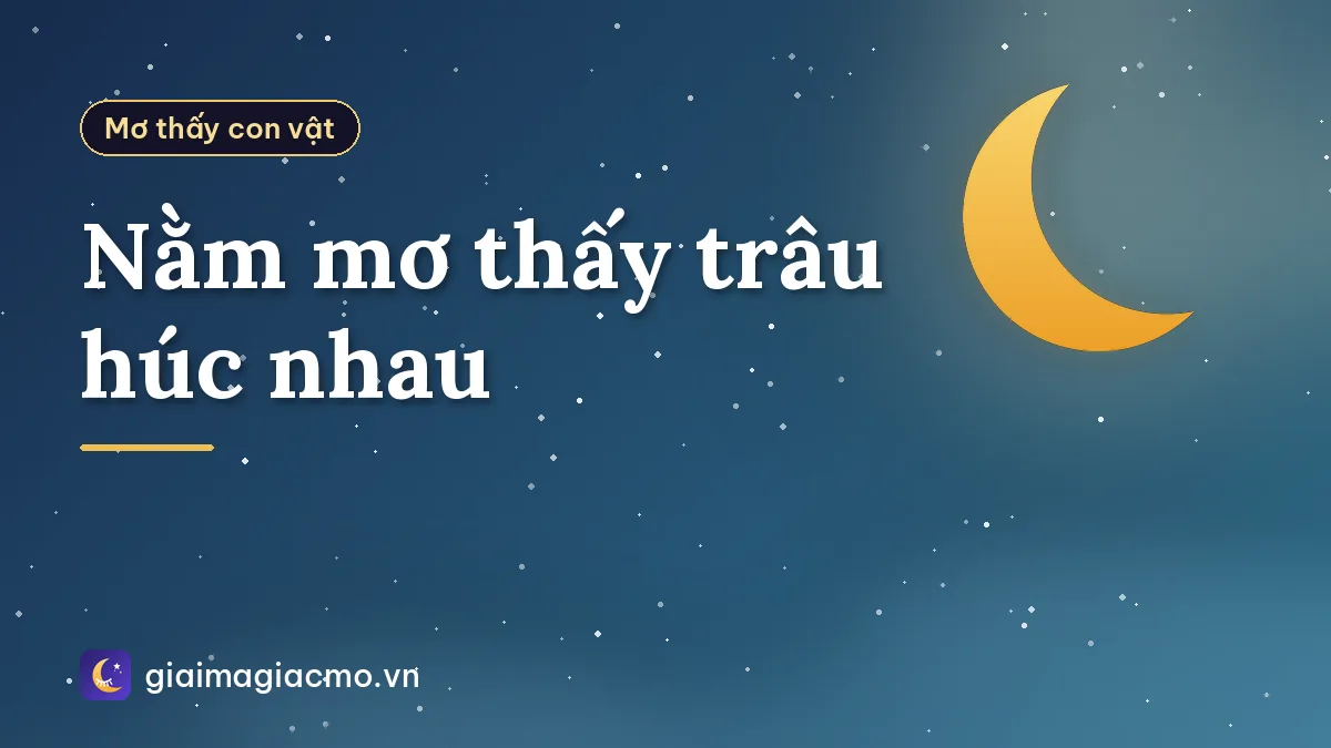 Nằm mơ thấy trâu húc nhau
